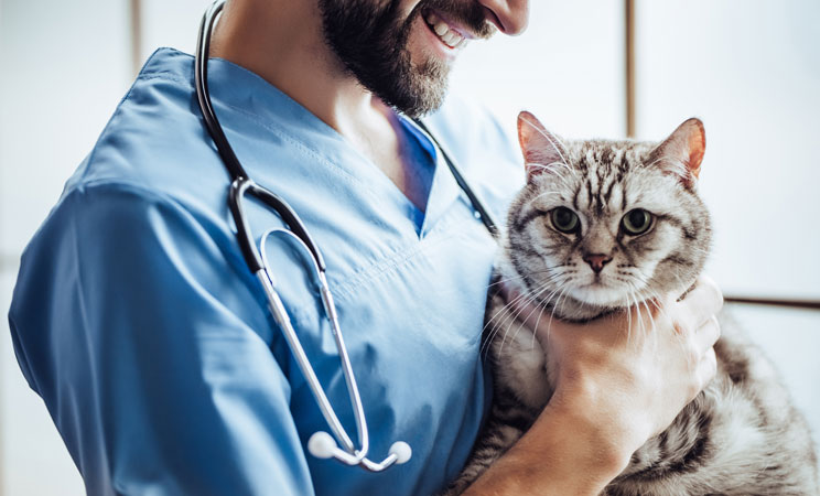 Home | Veterinarian in Gladstone, MO | Animal Clinic of the Woodlands